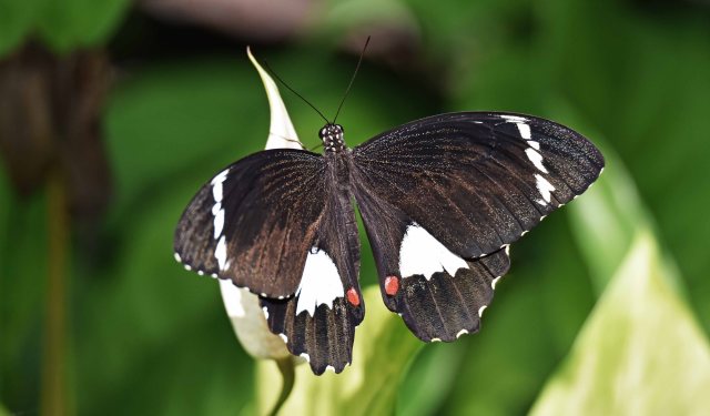 Orchard Swallowtail Papilio aegus. Conservatory. Photo: David Clode.
