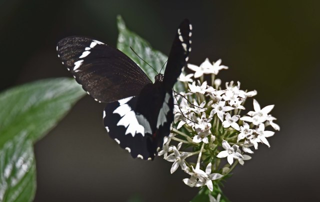 Orchard Swallowtail. Photo: David Clode.