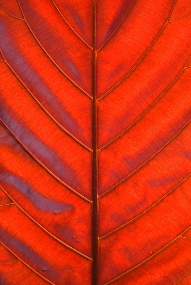 Backlit leaf. Colour is fairly accurate. Photo: David Clode.