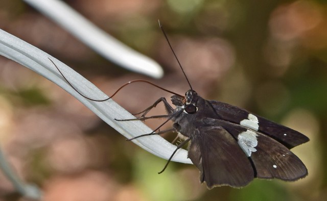 Imagine having a tongue that long! Wild, Cairns Bot anic gardens.Photo: David Clode.