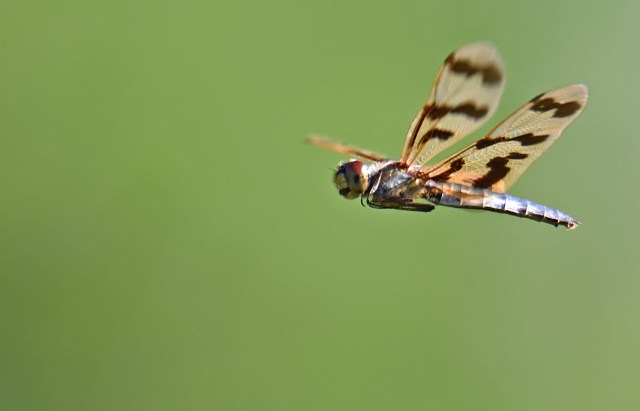 Rhyothemis flying. Photo: David Clode.