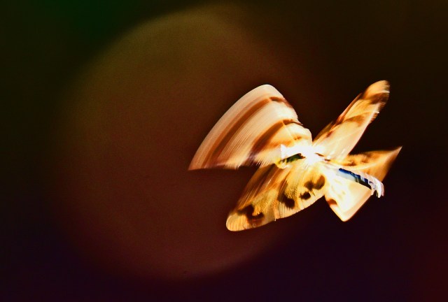 An attempt to give an impression of motion. Graphic Flutterer dragonfly in flight. Photo: David Clode.