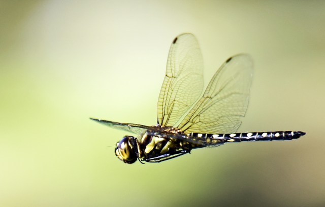 Hemicordulia australiae in flight. Cattana wetlands. Photo: David Clode.
