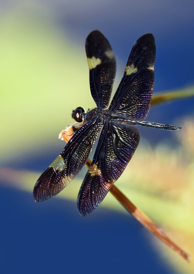 Rhyothemis princeps. Cattana. Photo: David Clode.