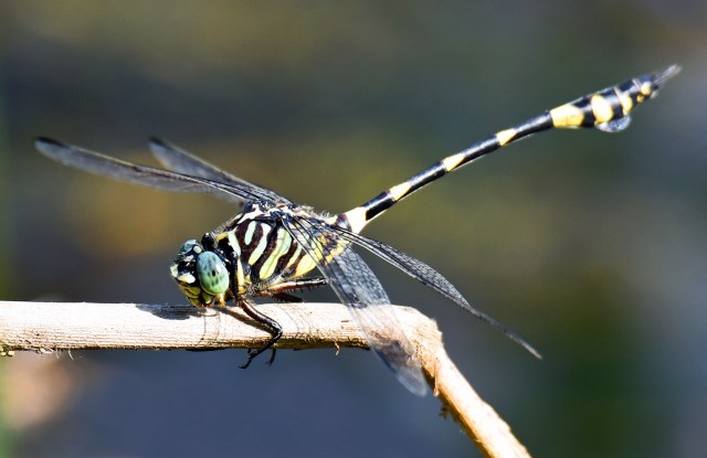 Ictinigomphus. Cattana wetlands. Photo: David Clode.