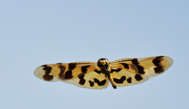 Graphic Flutterer flying. Photo: David Clode.