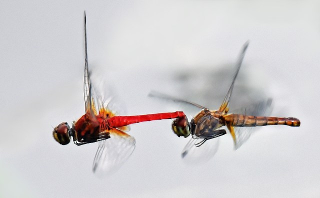 In this photo, the male (red) is most likley holding on to the female after mating, to guard against other males mating with her. Cattana wetlands. Photo: David Clode.
