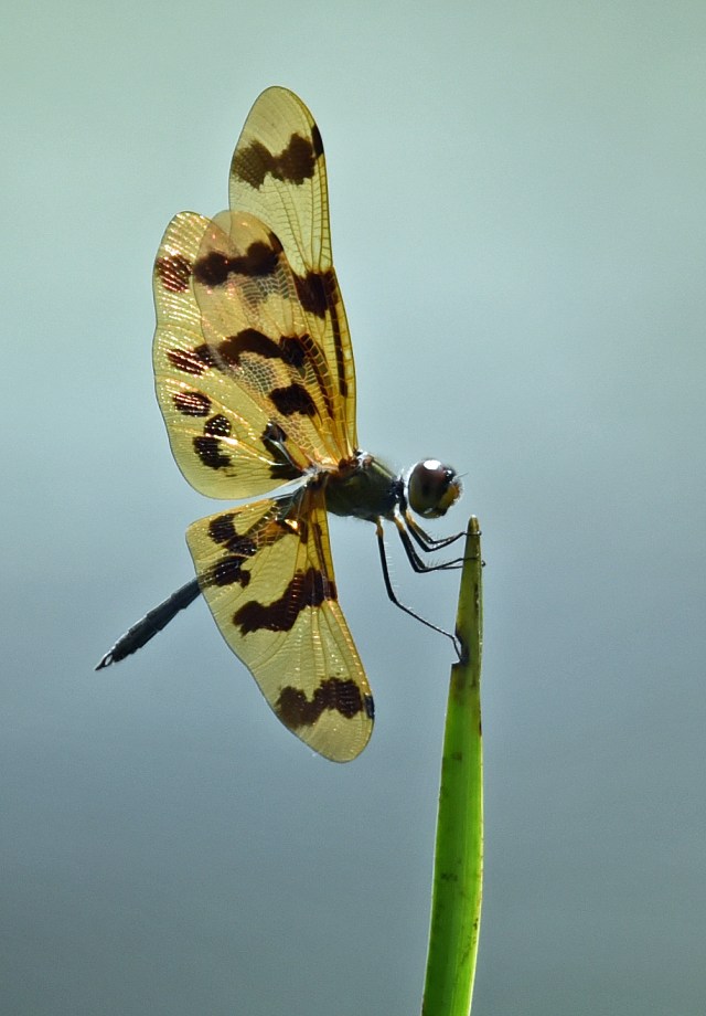 Rhyothemis graphiptera. Cattana wetlands. Photo: David Clode.