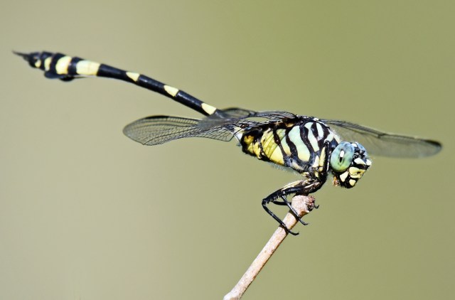 Ictinogomphus australis. Cattana wetlands. Photo: David Clode.