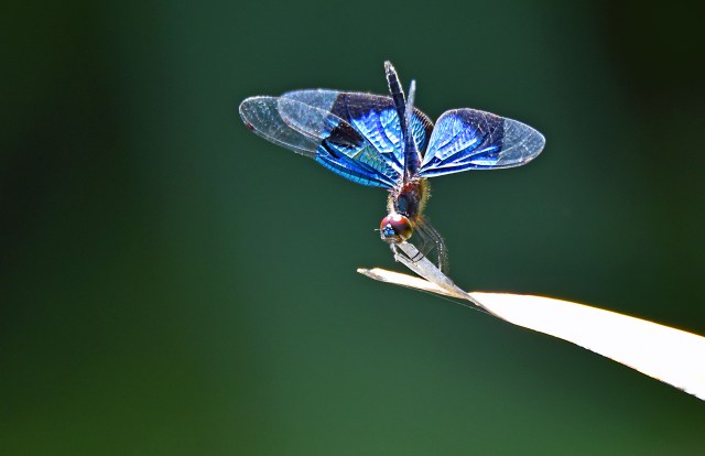 Rhyothemis resplendens. Photo: David Clode.