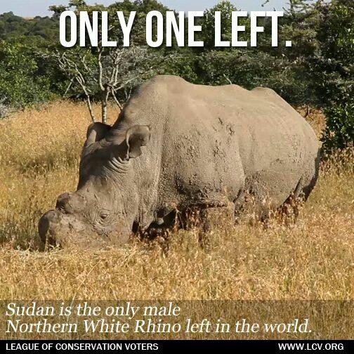 The last male Northern White Rhino in the wild.