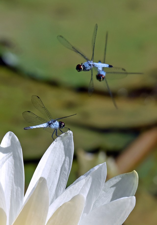 Disputed perch. Freshwater lake, Cairns. Photo: David Clode.