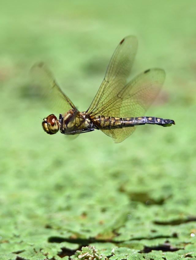 Hemicordulia australiae. Photo: David Clode.