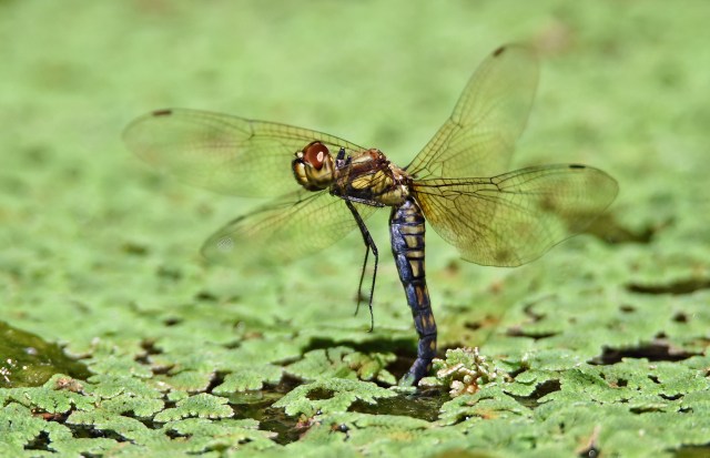 Hemicordulia australiae laying eggs, Cairns Botanic Gardens. Photo: David Clode.