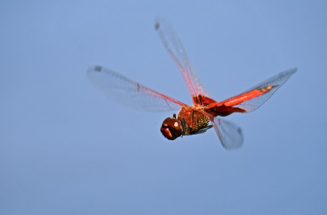 Tramea I do not know what is on the side of its thorax - parasites? Eggs? Cattana wetalands. Photo: David Clode.
