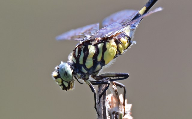 Ictinogomphus australis. Cattana wetlands. Photo: David Clode.