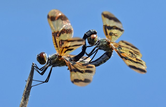 Mating Graphic Flutterer dragonflies. Rhythemis graphiptera. Cattana wetlands. Photo: David Clode.