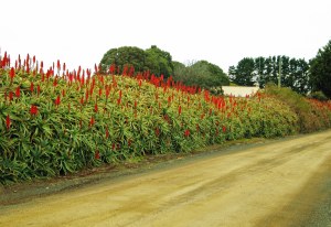 Aloe arborescens hedge.