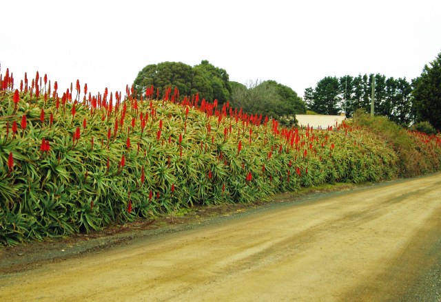 Aloe arborescens hedge.