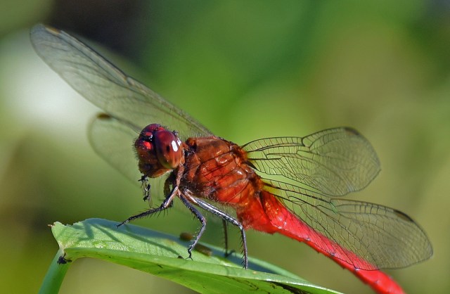 A dragonfly eating an insect or insects. It looks like it has perched to finish off its meal at leisure. Freshwater Lake. Photo: David Clode.