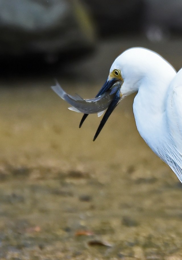 A lIttle Egret has caught a fish. Saltwater Creek, Cairns, Australia. Phot: David Clode.