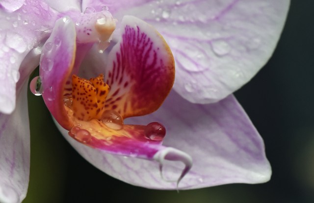 Phalaenopsis hybrid orchid. Photo: David Clode.