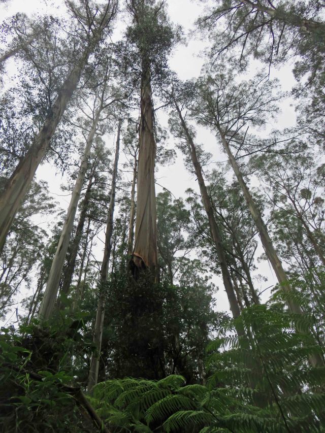 Mountain Ash forest, Kallista, Victoria, Australia. Eucalyptus regnans is the tallest flowering plant in the world. Photo: David Clode.