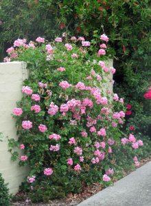 Ivy pelargonium. Melbourne.