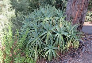 Aloe arborescens growing well, coping with root competion, heavy clay soil, allelopathic substances, and shade under a eucalyptus tree. Melbourne, Australia. Photo: David Clode.
