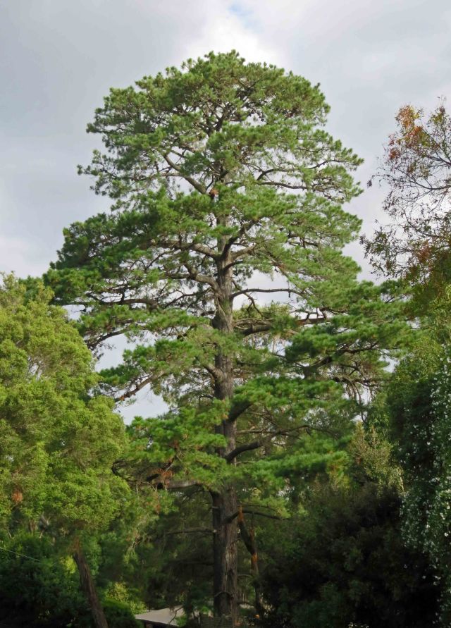 Pinus radiata Monterey Pine or Radiata Pine, a common forestry tree in New Zealand and Australia. Melbourne, Australia.