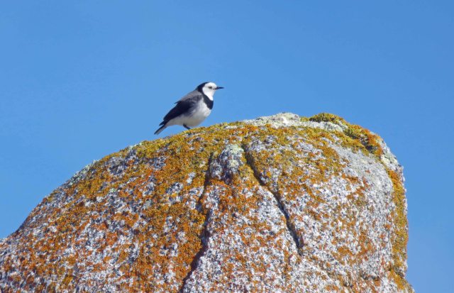 White-fronted Chat. The Gardens, Bay of Fires, Tasmania. Photo: David Clode.