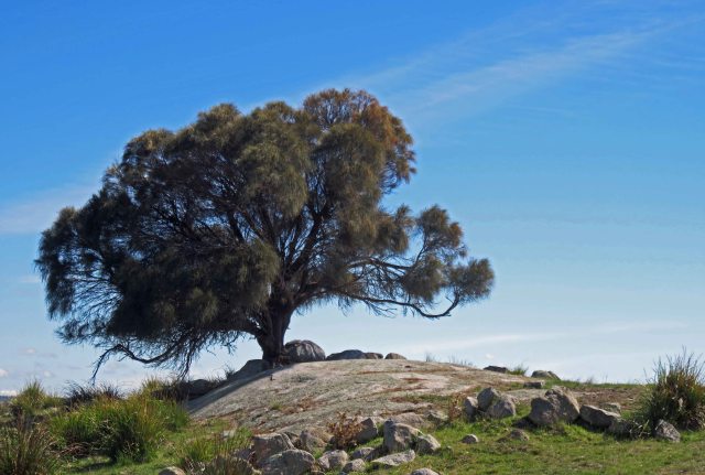 Coast Casuarina . The Gardens, Bay of Fires, Tasmania. Photo: David Clode.