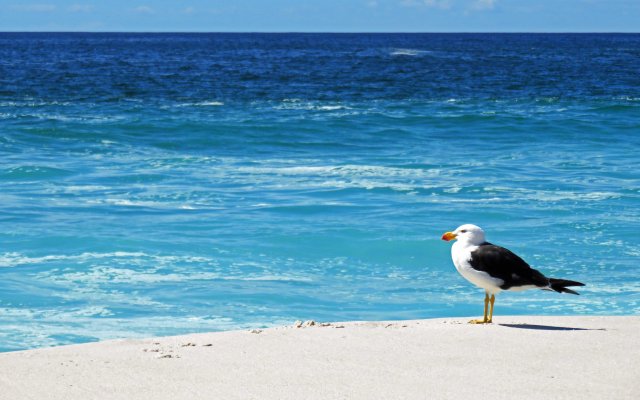 Pacific Gull. Bay of Fires, Tasmania. Photo: David Clode.