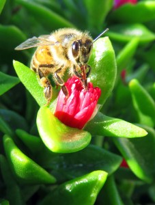 Succulent ground cover. A bee visits an Aptenia cordifolia flower (another photo of this species further down this page). Photo: David Clode.