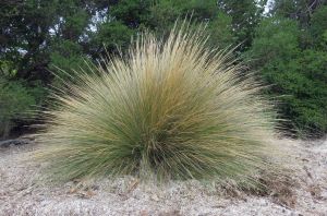 Tussock grass. Georges bay, Tasmania.