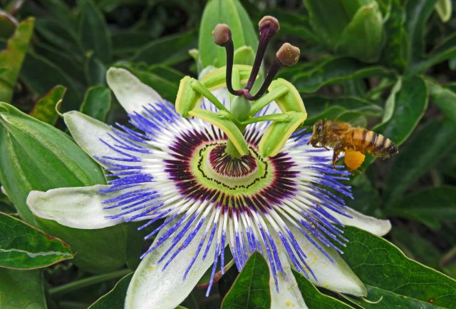A honey bee visits a passion fruit flower. Steiglitz, Tasmania.
