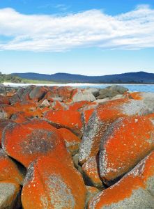 Lichens grwoing on granite boulders, Binalong Bay, Tasmania. Photo: David Clode.