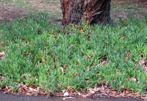 Succullent ground cover to catch and trap embers. Carpobrotus species. Binalong Bay, Tasmania. Photo: David Clode.