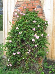 Ivy pelargonium. Binalong bay, Tasmania.