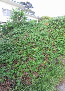 Dipogon lignosus, a nitrogen-fixing pea plant climber mentioned in the article above. Binalong Bay Tasmania. Photo: David Clode.