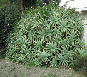 Aloe arborescens, growing much further south (colder climate, Binalong bay, Tasmania Lat 41.3 South) than in south Africa (Cape Agulhas lat 34.8 South. Seems to cope with USDA zones 11 to 9 or even 8.