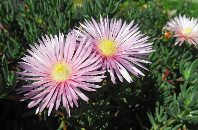 Another low-growing succulent, probably not as godd as the Carpobrotus above. Lampranthus or Mesembryanthemum species. Photo: David Clode.