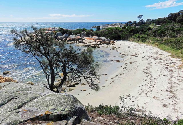 Allocasuarina verticillata, Burns Beach. Photo: David Clode.
