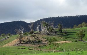 Erosion and eucalyptus die-back, North-east Tasmania.