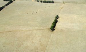 Set stocking (in this photo near Melbourne Australia, a samll number of stock are spread out over a large area) . In ths system, it is assumed that a certain area can carry a certain number of animals. Under this system, the livestock tend to spread out (rather than being concentrated in a small area by the threat of predation in the wild). The stock tends to eat the palatable forage, and unpalatable weeds take over. Planned grazing/holistic managemeny is a far superior system of livestock/ecosystem management. 