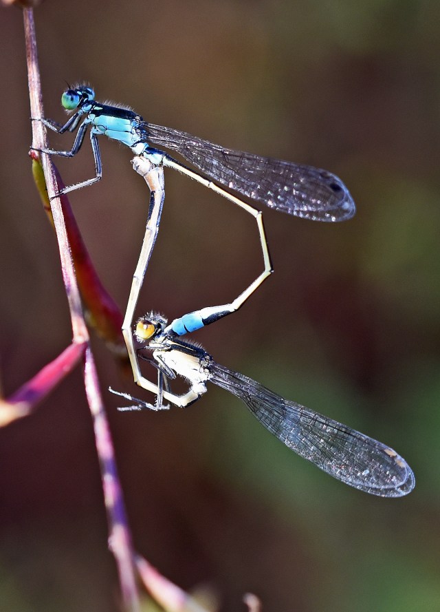 Mating damselflies. Photo: David Clode.