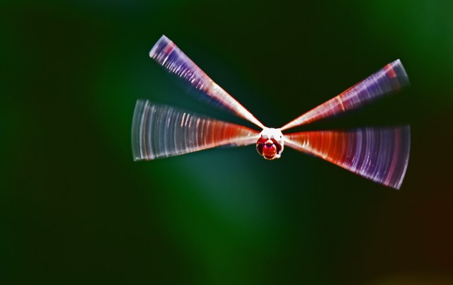 Flying dragonfly. An arty version, enhance with Photoshop. Tramea loewii, Freshwater lake, Cairns. Photo: David Clode.