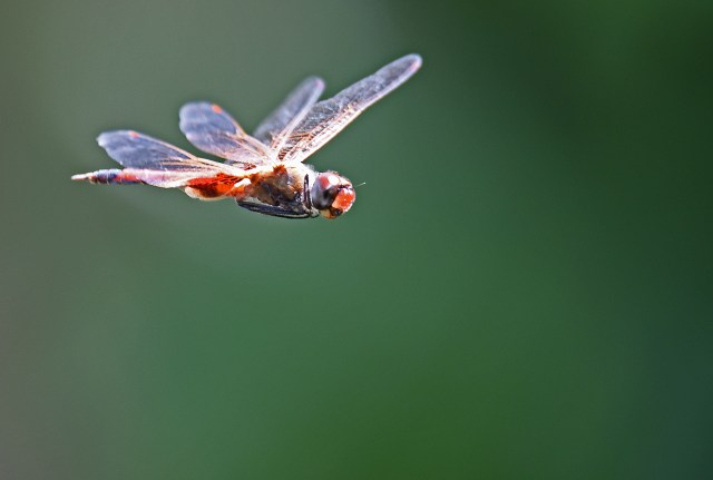 Tramea loewii in flight. Photo: David Clode.