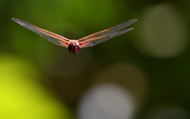 Tramea. Photo: David Clode.