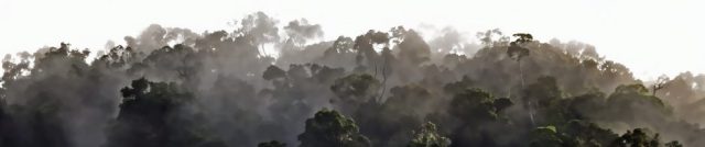 Rain forest panorama 2. Photo: David Clode.